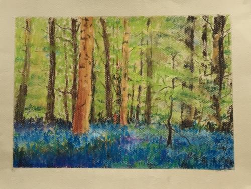 Bluebell Wood