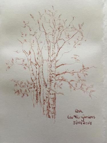 Ash Cae Hir Gardens - Louella Miles