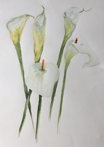 Lillies
