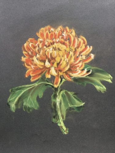 Golden chrysanthemum