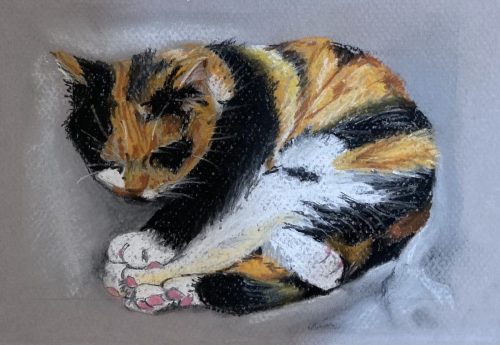 Sleeping tortoiseshell