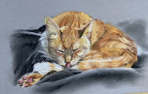 Snoozing ginger puss